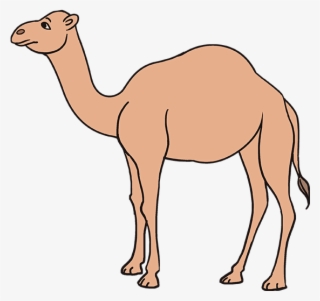 680 X 678 6 - Draw A Camel