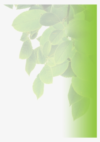 Secrets & Characteristics - Shadow