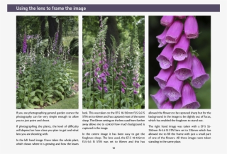 A Random Selection Of Pages From The Book Are Shown - Digitalis