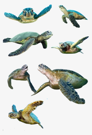 Turtle,isolated,water Turtle,panzer,tortoise Shell,animal,reptile,