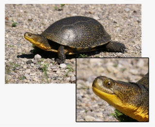 Turtle Smiling - Blanding's Turtle Turtles Ontario