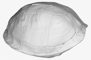 Turtle Shell 3d Scan - Tortoise