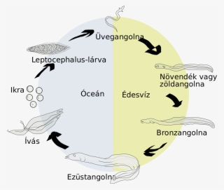 Eel Life Circle Hu - Illustration