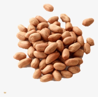 The Groundnut Belongs To The Pea And Bean Family And - Almond