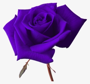 Vector Rose - Purple Rose Transparent Background