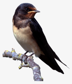 Barn Swallow Cutout - Swallow Png