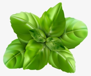 Basil Leaf Clip Art