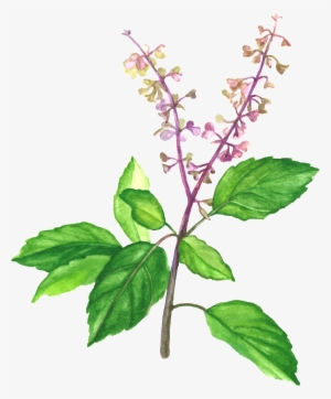 Holy Basil
