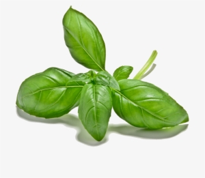 Cut Out 1024x1024 Basil Leaves Li3067842