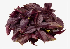 Red Basil - Rode Basilicum
