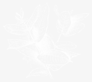 Basil - Portable Network Graphics