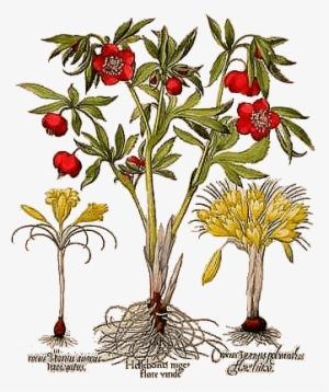 Basil Besler Hortus Eystettensis 1613 Pl362 Hellebore - Tinted Besler Botanical I Canvas Wall Art