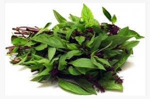 Thai Basil With Stems Basil Png - Seed-balls.com 20 Thai Basil Seed Balls - Herb &