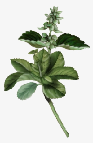 Image Freeuse Download Basil Drawing Flowering - Spearmint