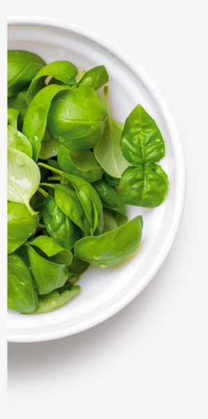 For A Product That Is Always Tasty And On-trend - Basil