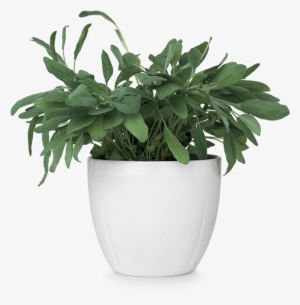 Flower Pot Png - Flower On Pot Png