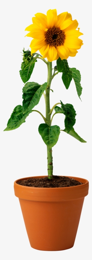 Sunflower In Pot - Teacher's Guide To Grammar By Deborah Cameron