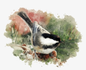 Click And Drag To Re-position The Image, If Desired