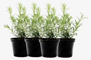 Hanging Flower Pots Png Download - Potted Herb Plant Png