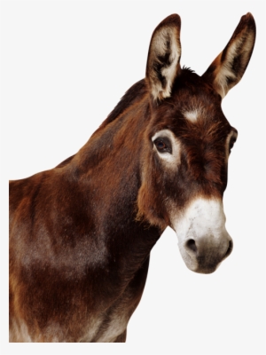 Curtis, Leroy And The Mule - Donkey Face Png