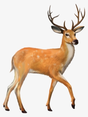 Fawn Drawing Mule Deer - Henscoqi Ar15 Rifle Scope 4-12x50eg Dual Illuminated