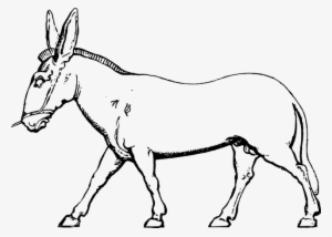 Donkey