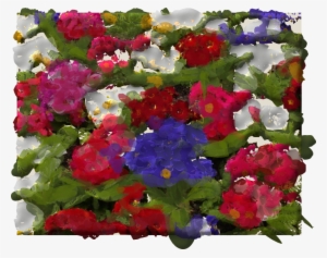 Green Red Purple - Petunia