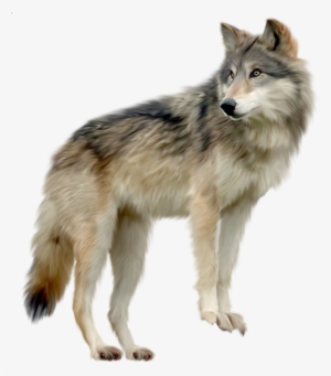 Clip Library Wolf A D O R B L - Wolf Transparent Background