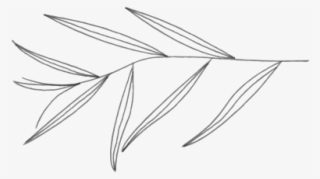 Willow2-01 - Line Art