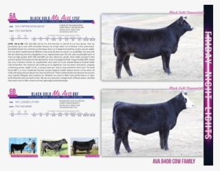 $8,250martin Cattle Services