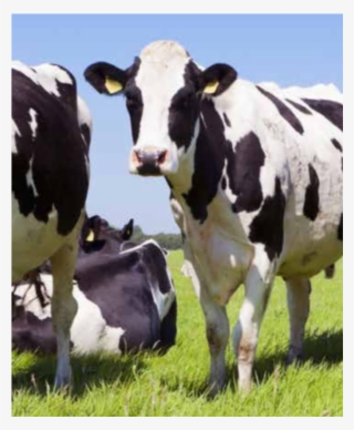 Nutreco Partners To Solve The Global Antibiotic Challenge