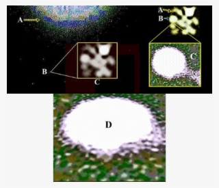 -(please Use The Pdf Document ( ) Magnification - Grass