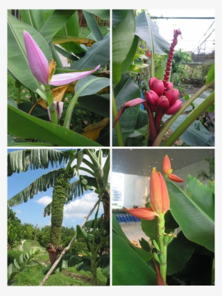 Picture - Musa Laterita Clump