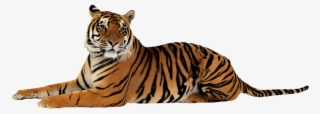 Format Ipn [5 - Tiger Png Transparent