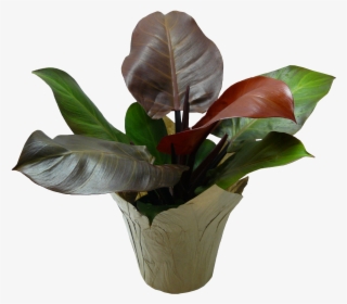 6in Prince Of Orange - Vase