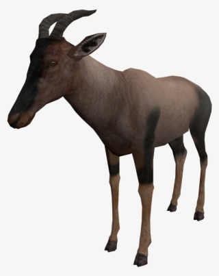 But Now I Have A Problem - Goat