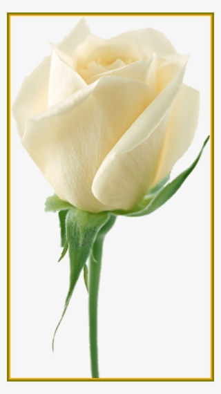 908 X 1619 9 - White Rose Flower Png