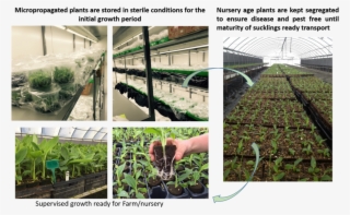 Mission Beach Tissue Culture - Cash Crop