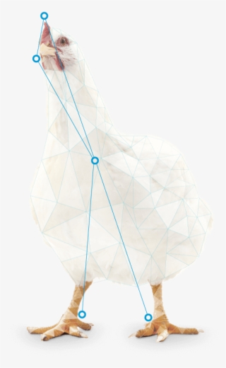 Usage In Broiler Feeds For Improvement Of Adg - Chicken