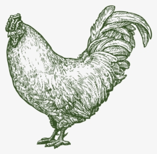 Pastured Chickens & Eggs - Rooster