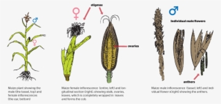 How Do Plants Reproduce Sexually - Do Plants Reproduce Sexually