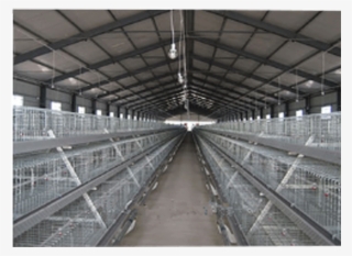 About 45 Days The Broiler Will Be Slaughtered For Market, - Broiler