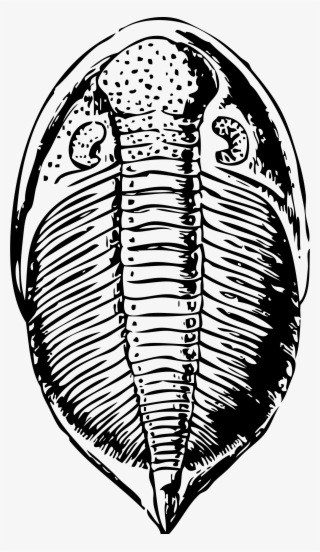 Clipart Trilobite Big Image Png - Trilobite Clipart