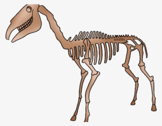 Fossil Clipart Phillip Martin - Fossils Clipart Transparent