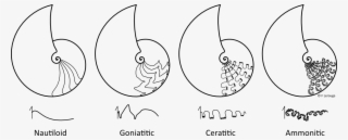 Ceph Sutures3 - Ammonite Sutures