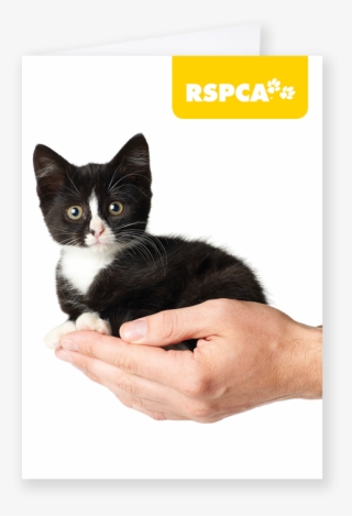 Freedom From Fear And Distress - Rspca