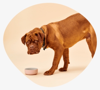 Pet Parents Have Started To Demand More From The Pet - Dogue De Bordeaux