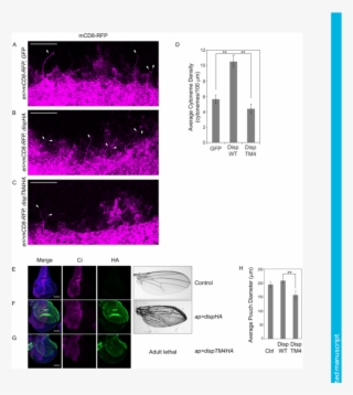 Disp Influences Cytonemes In Vivo - Graphic Design