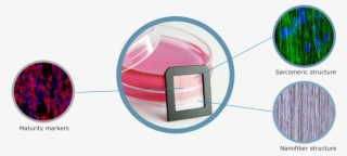 Scad-mt Cardiomyocyte - Circle