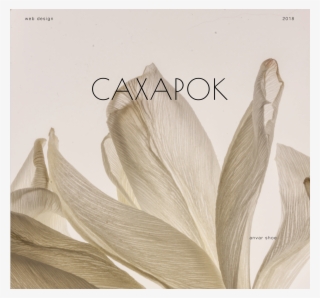 Webdesign Transparent Feather White Pictures Png Webdesign - Photography